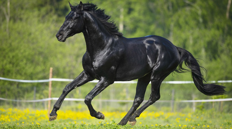 Black horse galloping through grassy field