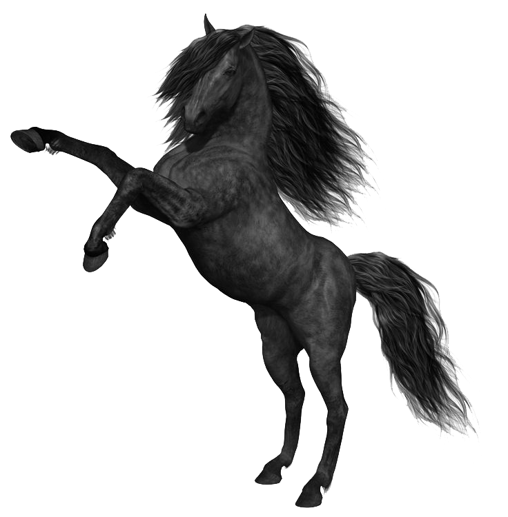 Black horse on hind legs